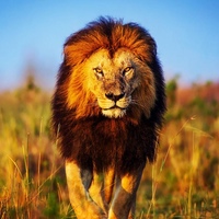 Лев Король